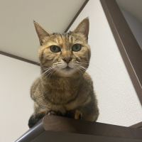 メロ