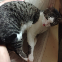 むつ