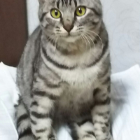 甘太