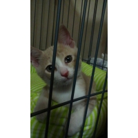 かめちゃん