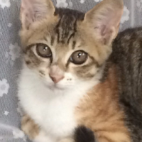 保護猫（里親決定）