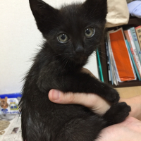 保護猫（里親決定♪）