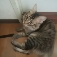 みぃ太郎