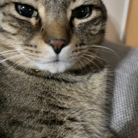 ノア