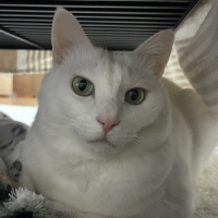 さくら