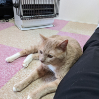 きなこ