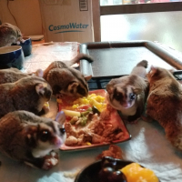 愉快なフクロモモンガたち