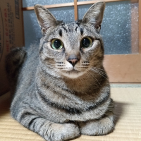 モナ