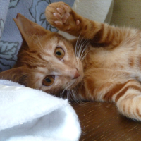 チャトラちゃん