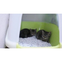 ココ　　・　　ナッツ