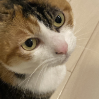 まや