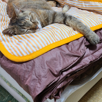 チャッピー