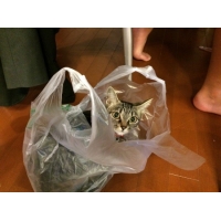 みかん