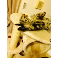 バニラ