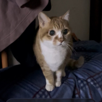 みかん