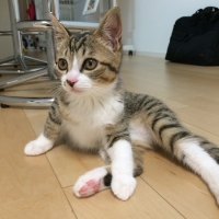 とらのすけ