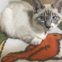 シロ
