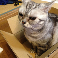 あずき