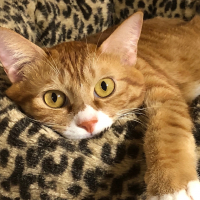 マロン