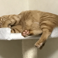 ミミィ
