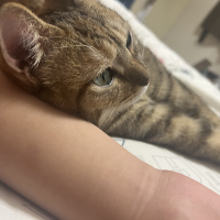 りんちゃん