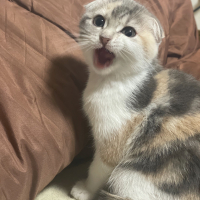 未きなこ