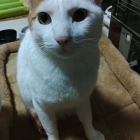 ほ～ちゃん