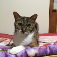 はな