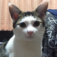 ふく