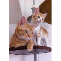 トラ吉＆ミニマム