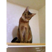 ベル