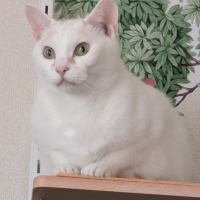 陽(ひなた)