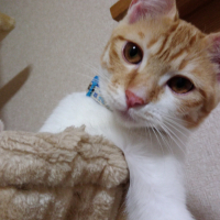 ゆき