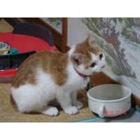 ゆき