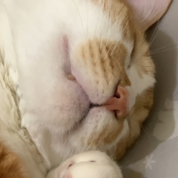 絆
