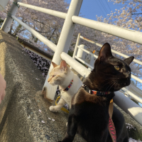 琥珀とハッピー