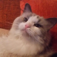 のあ