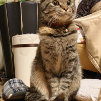 はる