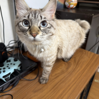モチ