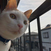 ナッツ