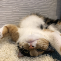 ナナ