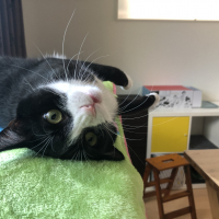 トト