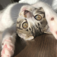 はく