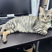 ララ