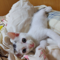 わらび