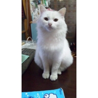 シロ