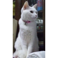 マユ