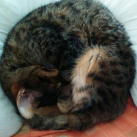 のあ