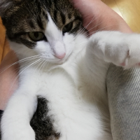 シュリ