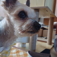 ポポ